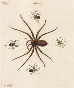 Microscopia