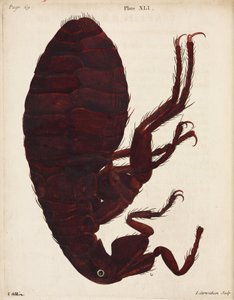 Microscopia da Unbekannt