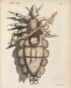 Microscopia