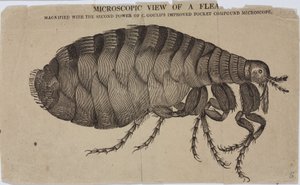 Microscopia