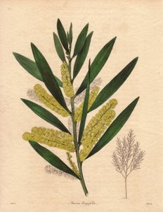 Mimosa (Acacia longifolia), arbusto con fogliame persistente, alto fino a 3-6 metri, con infiorescenze in lunghe spighe giallo limone, molto profumate. Pianta originaria della Nuova Olanda (Australia), introdotta in Gran Bretagna nel 1792. Illustrazione di da Unbekannter Künstler