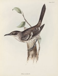 Uccello beffardo, Isole Galapagos, c. 1832-1836 da Unbekannter Künstler