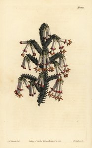 Erica monadelpha, Erica monadelpha da Unbekannt