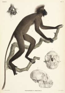 Dettagli di scimmia e teschio, Sumatra, Indonesia da Unbekannt