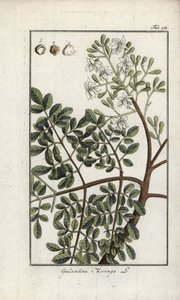 Moringa da Unbekannter Künstler