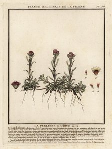 Camedrio montano, Antennaria dioica da Unbekannter Künstler