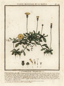Pilosella officinarum da Unbekannter Künstler