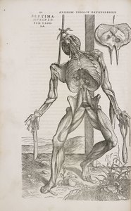 Muscoli Vista frontale dei muscoli profondi del corpo umano maschile