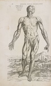 Muscoli Vista frontale dei muscoli superficiali del corpo umano maschile