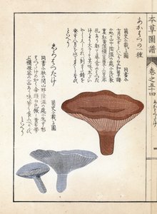 Funghi: akahatsu lacatire e shirohatsudake (stampa giapponese)