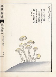Funghi: shimeji ashitaka (stampa giapponese) da Unbekannter Künstler