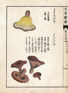 Funghi: varietà di latte precoce (stampa giapponese)