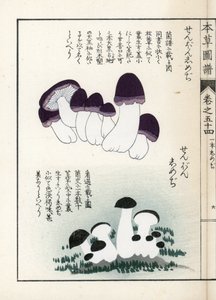 Funghi: varietà di shimeji (stampa giapponese)