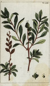Myrica gale da Unbekannter Künstler