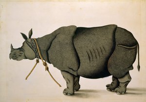 Rinoceronte possibilmente dalla Collezione Francis Buchanan, c.1800, artista sconosciuto da Unbekannter Künstler
