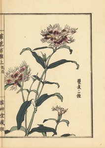 Nadeshiko o garofano frangiato, Dianthus monspessulanus. Incisione a mano colorata su blocco di legno di Kono Bairei dal libro Kusa Bana Hyakushu (Cento varietà di fiori), Tokyo, Yamada da Unbekannter Künstler