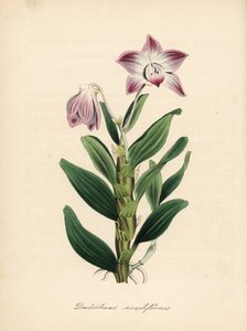 Orchidea dendrobium a stelo collana, Dendrobium moniliforme. Zincografia a mano colorata di C. Chabot disegnata da Miss M. A. Burnett da Plantae Utiliores: or Illustrations of Useful Plants, Whittaker, Londra da Unbekannter Künstler