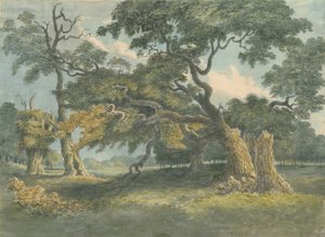 Needwood - Quercia: dipinto ad acquerello da Unbekannt