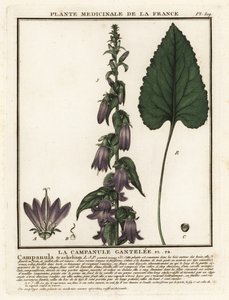Campanula trachelium da Unbekannter Künstler