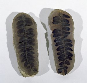Neuropteris (Fronda di felce marina) trovata a Coseley, Staffordshire, Periodo Carbonifero Superiore