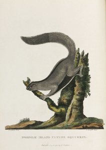 Scoiattolo volante dell