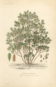 Mirica di Pennsylvania, Myrica pensylvanica da Unbekannt