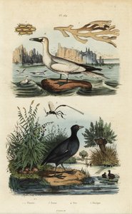 Sula bassana, Morus bassanus 4, folaga dal petto rosso, Fulica rufifrons 5, alga Flustra foliacea 1,2, e vespa Gasteruption 3 da Unbekannt