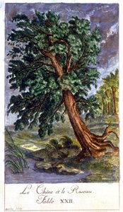 La quercia e la canna