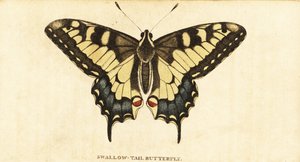 Macaone, Papilio machaon (incisione) da Unbekannter Künstler