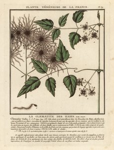 Clematis vitalba