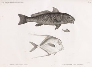 Ombrina barbuta e gal d