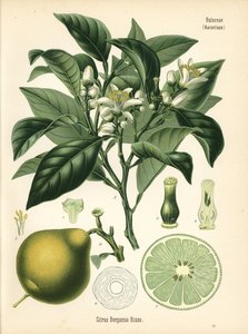 Bergamotto arancio, Citrus bergamia. Cromolitografia da un