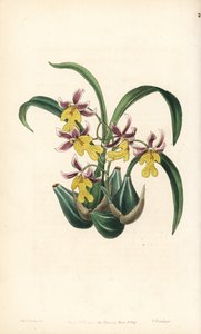 Varietà di orchidee Oncidium - Oncidium ghiesbreghtianum (Odontoglossum warneri var. purpuratum). Incisione a mano colorata su rame di George Barclay da un