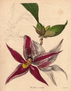 Varietà di orchidea, Paphinia (Maxillaria) cristata, specie endemica nel nord del Sud America. Un