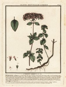 Origano, Origanum vulgare da Unbekannter Künstler