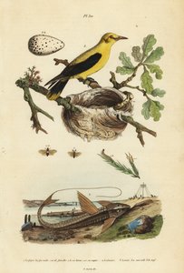 Merlo oriolo, Gymnomystax mexicanus, nido e uova, pesce gatto corazzato al cioccolato, Loricaria cataphracta, e vespa del pino, Neodiprion sertifer da Unbekannt