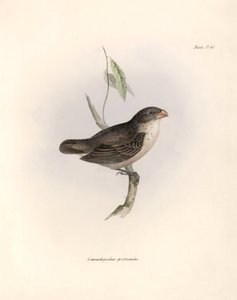 Ornitologia: Camarhynchus psittaculus o Geospize psittacin Descrizione di un passeriforme di Charles Darwin osservato durante la sua spedizione a bordo del Beagle. Tavola da The zoology of the voyage of H.M.S. Beagle. Flight. III, Birds descritti da John G da Unbekannter Künstler