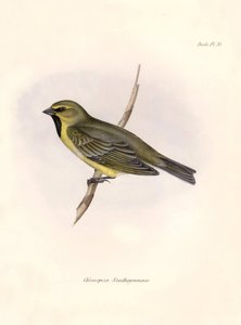 Ornitologia: Chlorospiza xanthogramma Descrizione di un passeriforme di Charles Darwin osservato durante la sua spedizione a bordo del Beagle. Tavola da The zoology of the voyage of H.M.S. Beagle. Flight. III, Birds descritti da John Gould da Unbekannter Künstler