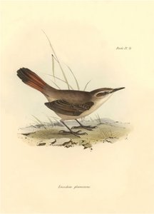 Ornitologia: Eremobius phoenicurus descritta da Charles Darwin durante la sua spedizione a bordo del Beagle. Tavola da La zoologia del viaggio dell