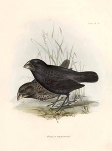 Ornitologia: Geospiza magnirostris o geospiza a becco grande Descrizione di un passeriforme da Charles Darwin (1809-1882) osservato durante la sua spedizione a bordo del Beagle. Tavola da La zoologia del viaggio dell