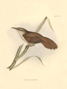 Ornitologia: Limnornis curvirostris della famiglia dei furnaridi descritta da Charles Darwin durante la sua spedizione a bordo del Beagle. Tavola da La zoologia del viaggio dell