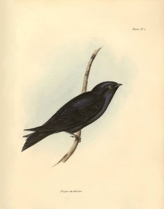 Ornitologia: Progne modestus della famiglia delle rondini descritta da Charles Darwin durante la sua spedizione a bordo del Beagle. Tavola da La zoologia del viaggio dell