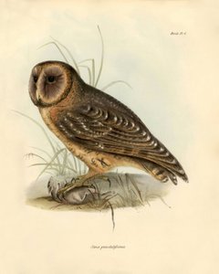 Ornitologia: Strix punctatissima gufo descritto da Charles Darwin (1809-1882) durante la sua spedizione a bordo del Beagle. Tavola da 