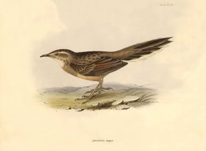 Ornitologia: Synallaxis major descritta da Charles Darwin durante la sua spedizione a bordo del Beagle. Tavola da La zoologia del viaggio dell