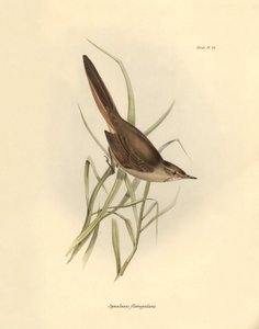 Ornitologia: Synallaxis rufogularis descritta da Charles Darwin durante la sua spedizione a bordo del Beagle. Tavola da La zoologia del viaggio dell