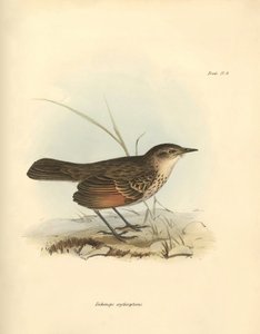 Ornitologia: Il "Hymenops perspicillata" della famiglia degli uccelli descritto da Charles Darwin durante il suo viaggio di esplorazione a bordo del Beagle. Tavola da "The Zoology of the voyage of H.M.S. Beagle under the command of Captain Fitzroy during t da Unbekannter Künstler