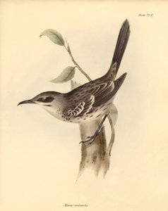 Ornitologia: Mimus melanotis della famiglia dei mimidi descritta da Charles Darwin durante il suo viaggio di esplorazione a bordo del Beagle. Tavola da La zoologia del viaggio dell