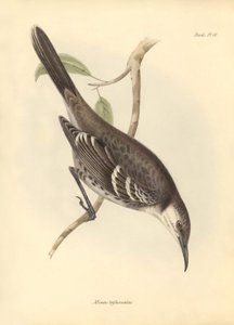 Ornitologia: Mimus trifasciatus della famiglia dei mimidi descritta da Charles Darwin durante il suo viaggio di esplorazione a bordo del Beagle. Tavola da La zoologia del viaggio dell