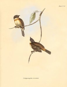Ornitologia: Il "Pachyramphus minimus" della famiglia dei faggi descritto da Charles Darwin durante il suo viaggio di esplorazione a bordo del Beagle. Tavola da "The Zoology of the voyage of H.M.S. Beagle under the command of Captain Fitzroy during the yea da Unbekannter Künstler