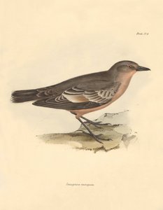 Ornitologia: La Taenioptera variegata descritta da Charles Darwin durante il suo viaggio di esplorazione a bordo del Beagle. Tavola da The Zoology of the voyage of H.M.S. Beagle sotto il comando del Capitano Fitzroy durante gli anni 1832-1836